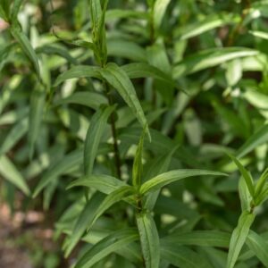 BUPHTHALMUM SALICIFOLIUM, L, ASTEROIDE SALACINA, ASTERACEAE, SUD EST EUROPA - 3621