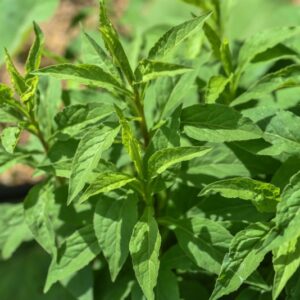 SOLIDAGO VIRGAUREA, L, VERGA DI ORA COMUNE, ASTERACEAE, EUROPA,  ASIA - 3623