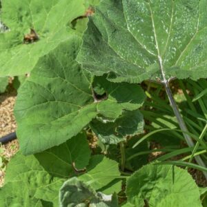 PETASISITES HYBRIDUS, FARINACCIO MAGGIORE, ASTERACEAE, EUROPA, ASIA - 3625