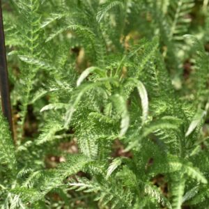 ACHILLEA MILLEFOLIUM, MILLEFOGLIO, ACHILLEA, ERBA FORMICA, ASTERACEAE, EUROPA, SIBERIA - 3627