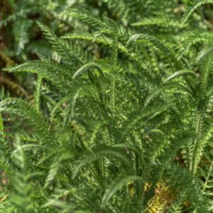 ACHILLEA MILLEFOLIUM, MILLEFOGLIO, ACHILLEA, ERBA FORMICA, ASTERACEAE, EUROPA, SIBERIA - 3628