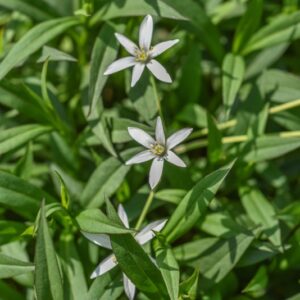 ASTER X SALIGNUS, ASTRO, ASTERACEAE - 3635