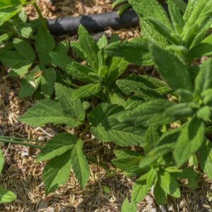PULICARIA DYSENTERICA, INCENSARIA COMUNE, ASTERACEAE, ZONE MEDITERRANEE