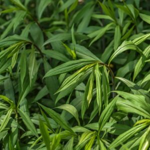 SOLIDAGO CANADENSIS, VERGA D'ORO DEL CANADA, ASTERACEAE, NORD AMERICA - 3642