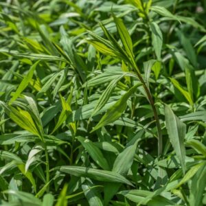 SOLIDAGO CANADENSIS, VERGA D'ORO DEL CANADA, ASTERACEAE, NORD AMERICA - 3643
