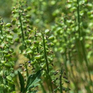 RUDBECKIA LACINIATA, L, ASTERACEAE, NORD AMERICA - 3647