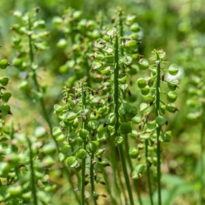 RUDBECKIA LACINIATA, L, ASTERACEAE, NORD AMERICA - 3648