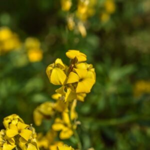 CHEIRANTHUS CHEIRI, L, VIOLACIOCCA, BRASSICACEAE, EUROPA - 3651
