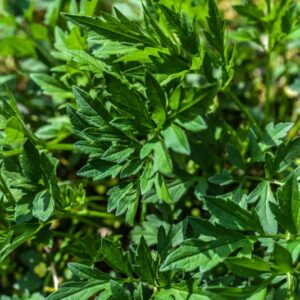 RUDBECKIA LACINIATA, L, ASTERACEAE, NORD AMERICA - 3649