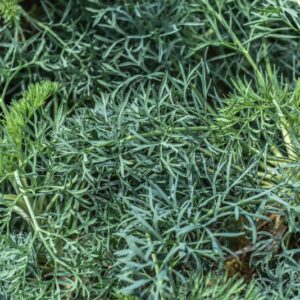 SESELI GUMMIFERUM, APIACEAE, MEDITERRANEO ORIENTALE - 3657