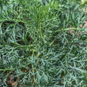 SESELI GUMMIFERUM, APIACEAE, MEDITERRANEO ORIENTALE - 3658