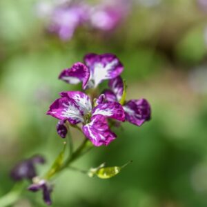 LUNARIA ANNUA, L, MONETE DEL PAPA, BRASSICACEAE - 3660