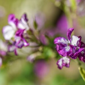 LUNARIA ANNUA, L, MONETE DEL PAPA, BRASSICACEAE - 3661
