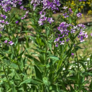 ALLIARA PETIOLATA, BRASSICACEAE, EUROPA, ASIA, PARTI USATE ZONE AEREE, SEMI, USO DIURETICO, DRENANTE, DIGESTIVO - 3663