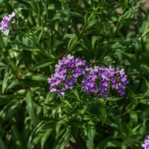 ALLIARA PETIOLATA, BRASSICACEAE, EUROPA, ASIA, PARTI USATE ZONE AEREE, SEMI, USO DIURETICO, DRENANTE, DIGESTIVO - 3664