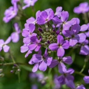 ALLIARA PETIOLATA, BRASSICACEAE, EUROPA, ASIA, PARTI USATE ZONE AEREE, SEMI, USO DIURETICO, DRENANTE, DIGESTIVO - 3665