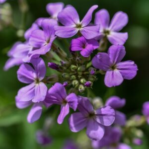 ALLIARA PETIOLATA, BRASSICACEAE, EUROPA, ASIA, PARTI USATE ZONE AEREE, SEMI, USO DIURETICO, DRENANTE, DIGESTIVO - 3669