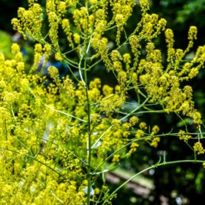 ISATIS TINCTORIA, L, GUADO, BRASSICACEAE, EUROPA - 3672