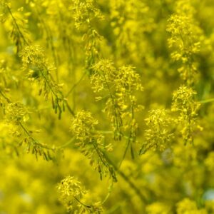 ISATIS TINCTORIA, L, GUADO, BRASSICACEAE, EUROPA - 3671