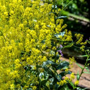 ISATIS TINCTORIA, L, GUADO, BRASSICACEAE, EUROPA - 3673