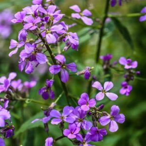 HESPERIA MATRONALIS, L, VIOLACIOCCA ANTONIANA, BRASSICACEAE, EUROPA, ASIA - 3675