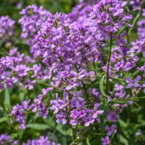 BISCUTELLA LAEVIGATA, L, BRASSICACEAE - 3677
