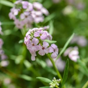 AETHIONEMA GRANDIFLORUM, BRASSICACEAE, CAUCASO - 3680