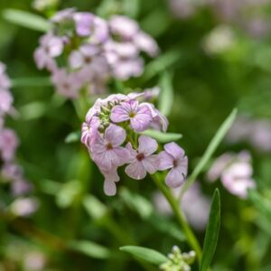 AETHIONEMA GRANDIFLORUM, BRASSICACEAE, CAUCASO - 3679