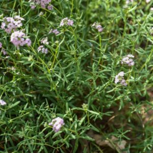 AETHIONEMA GRANDIFLORUM, BRASSICACEAE, CAUCASO - 3682