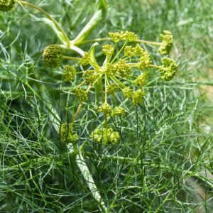 ERYNGIUM BOURGATII, GOUN, APIACEAE, MEDITERRANEO - 3684