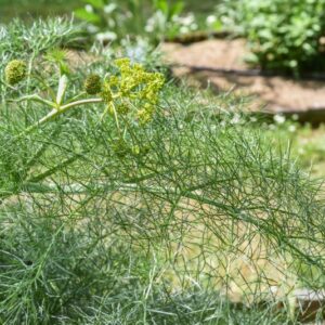 ERYNGIUM BOURGATII, GOUN, APIACEAE, MEDITERRANEO - 3686