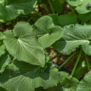 ERYNGIUM GIGANTEUM, MBIEB, CALCATREPPOLA, APIACEAE, CAUCASO - 3688