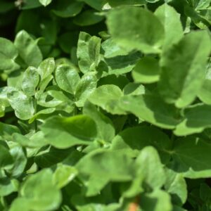 SIUM SISARUM, APIACEAE - 3690
