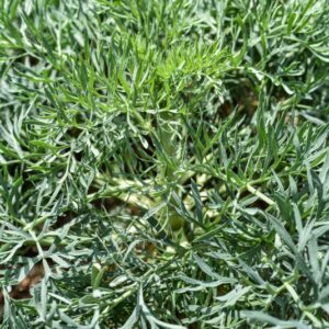 SESALI GUMMIFERUM, APIACEAE, MEDITERRANEO ORIENTALE - 3692