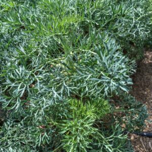 SESALI GUMMIFERUM, APIACEAE, MEDITERRANEO ORIENTALE - 3693