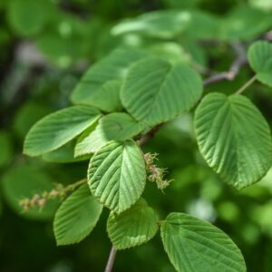 CORYLOPSIS WILLMOTTIAE, HAMAMELIDACEAE, CHINA - 3700