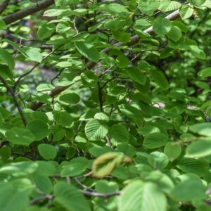 CORYLOPSIS WILLMOTTIAE, HAMAMELIDACEAE, CHINA - 3701