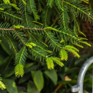 TORREYA TAXIFOLIA, TORREIA A FOGLIA DI TASSO, TAXACEAE, CALIFORNIA - 3706