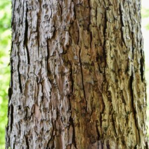 LARIX KAEMPFERI, LAMBERT CARRIERE, LARICE GIAPPONESE, PINACEAE, GIAPPONE - 3708