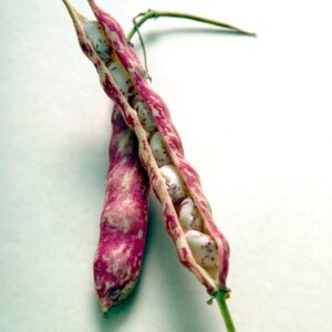 FAGIOLI BORLOTTI - 3765