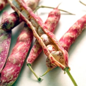 FAGIOLI BORLOTTI - 3768