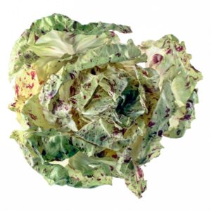 RADICCHIO VARIEGATO DI CASTELFRANCO - 3810