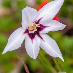 ACIDANTHERA MURIALAE - GLADIOLUS MURIALAE - IRIDACEAE - 4109