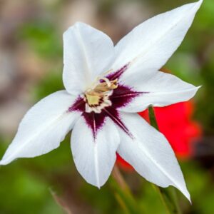 ACIDANTHERA MURIALAE - GLADIOLUS MURIALAE - IRIDACEAE - 4111