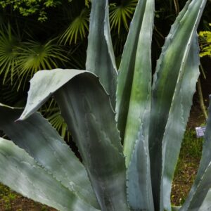 AGAVE AMERICANA, AGAVACEAE, MESSICO - 4201