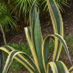 AGAVE AMERICANA, L, MARGINATA, AGAVACEAE, MESSICO - 4203