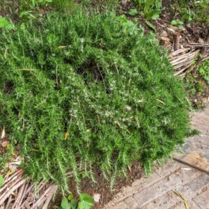 ROSMARINUS OFFICINALIS, L, ROSMARINO OFFICINALE, LAMIACEAE, MEDITERRANEO - 4205