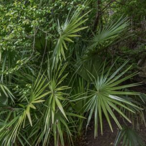 CHAMAEROPS HUMILIS, L, PALMA NANA, ARECACEAE, REGIONI MEDITERRANEE - 4207