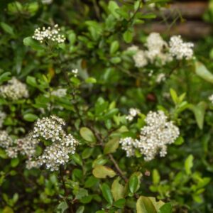 SMILAX ASPERA, L, SALSAPARIGLIA, SMILACACEAE - 4209