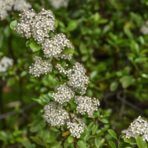 SMILAX ASPERA, L, SALSAPARIGLIA, SMILACACEAE - 4210